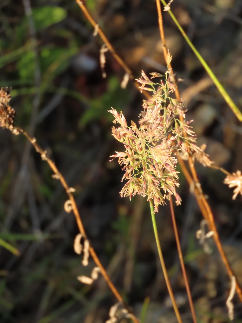 Rhizome Bluegrass photo 4