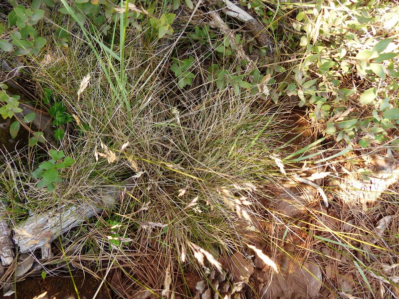 Rhizome Bluegrass photo 5
