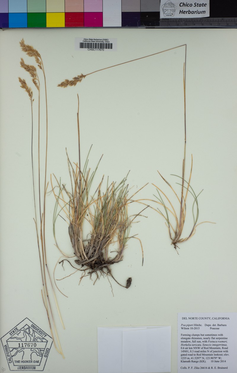 Rhizome Bluegrass photo 6