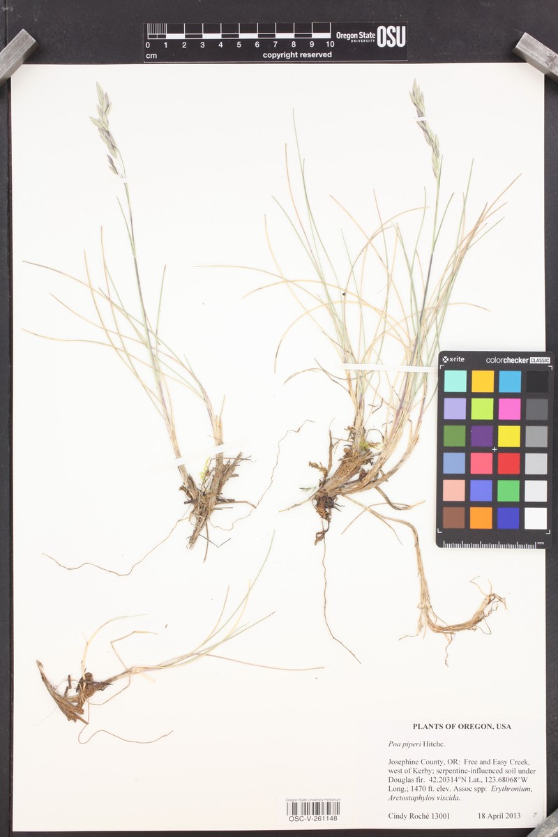Rhizome Bluegrass photo 7