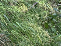 Hawai'I Bluegrass