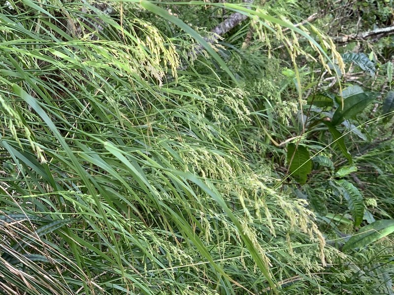 Hawai'I Bluegrass