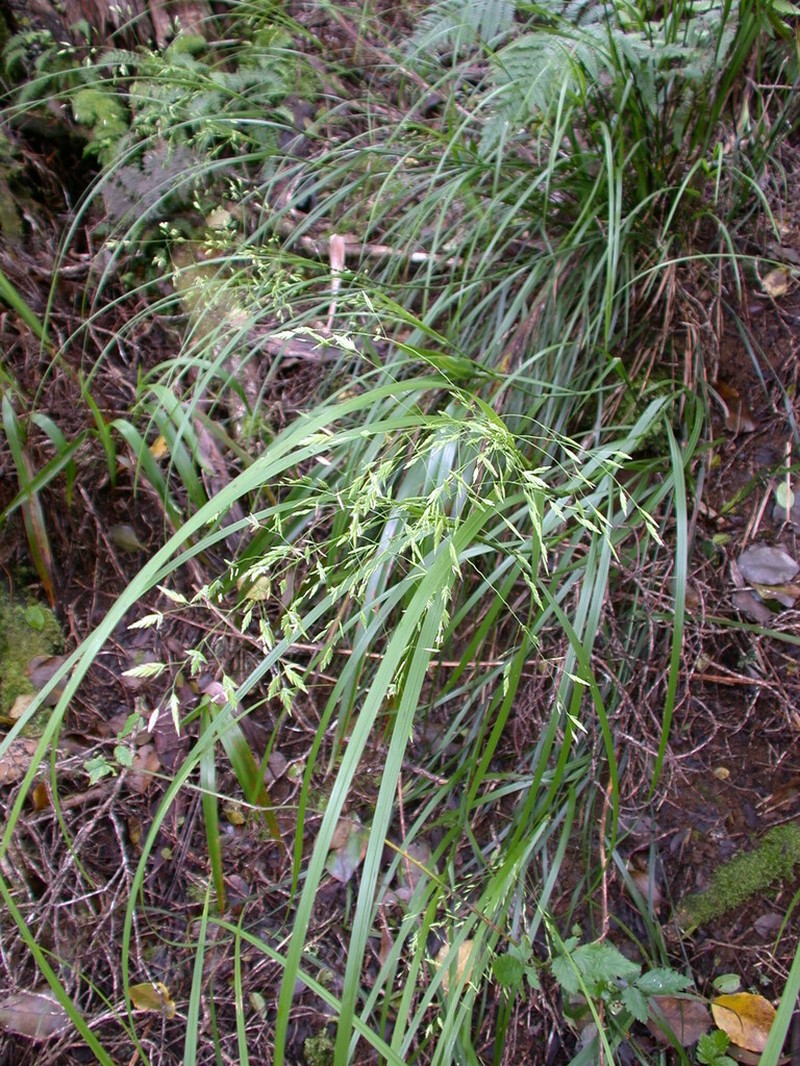 Hawai'I Bluegrass photo 3