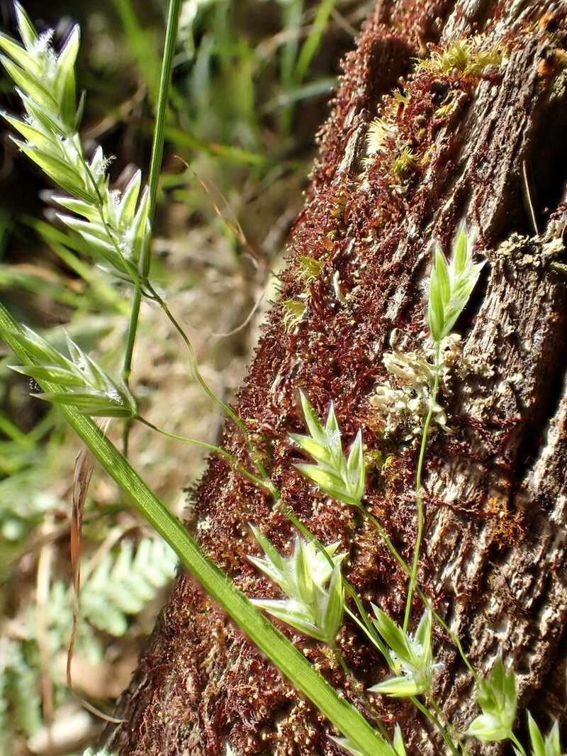 Hawai'I Bluegrass photo 5