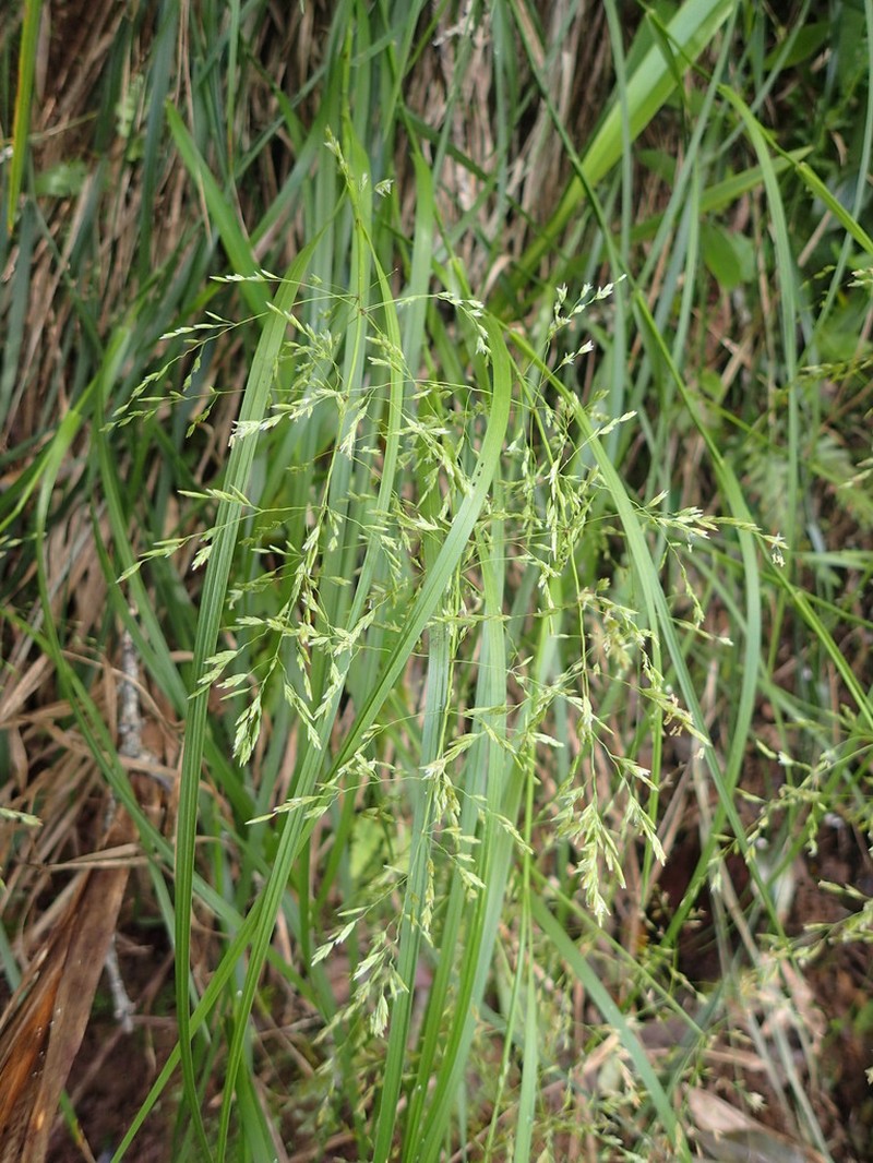 Hawai'I Bluegrass photo 6