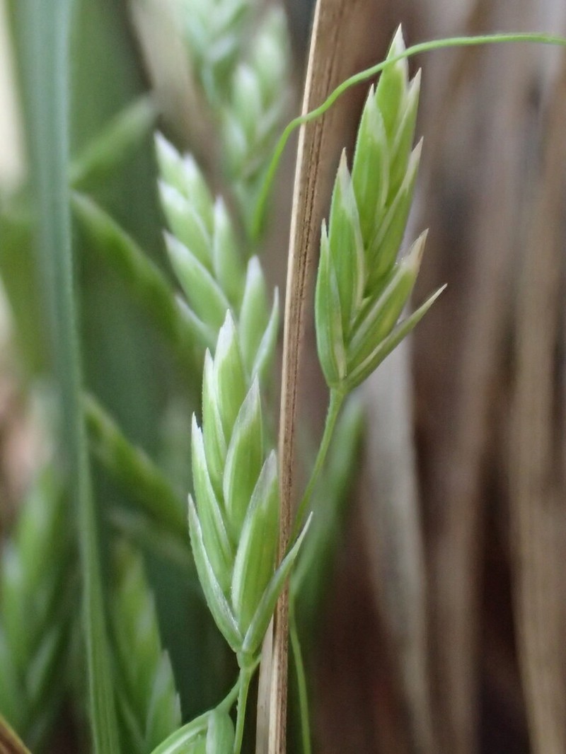 Hawai'I Bluegrass photo 7