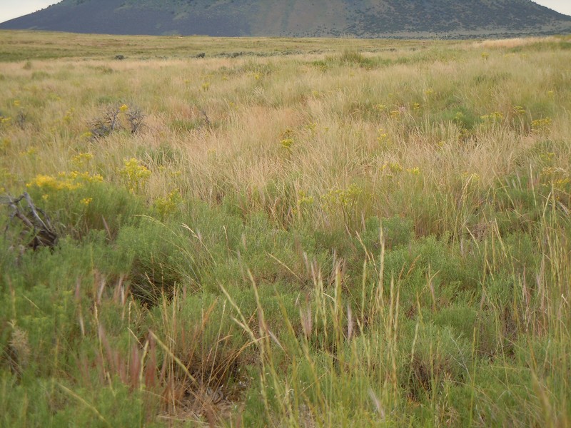 Sandberg Bluegrass photo 3