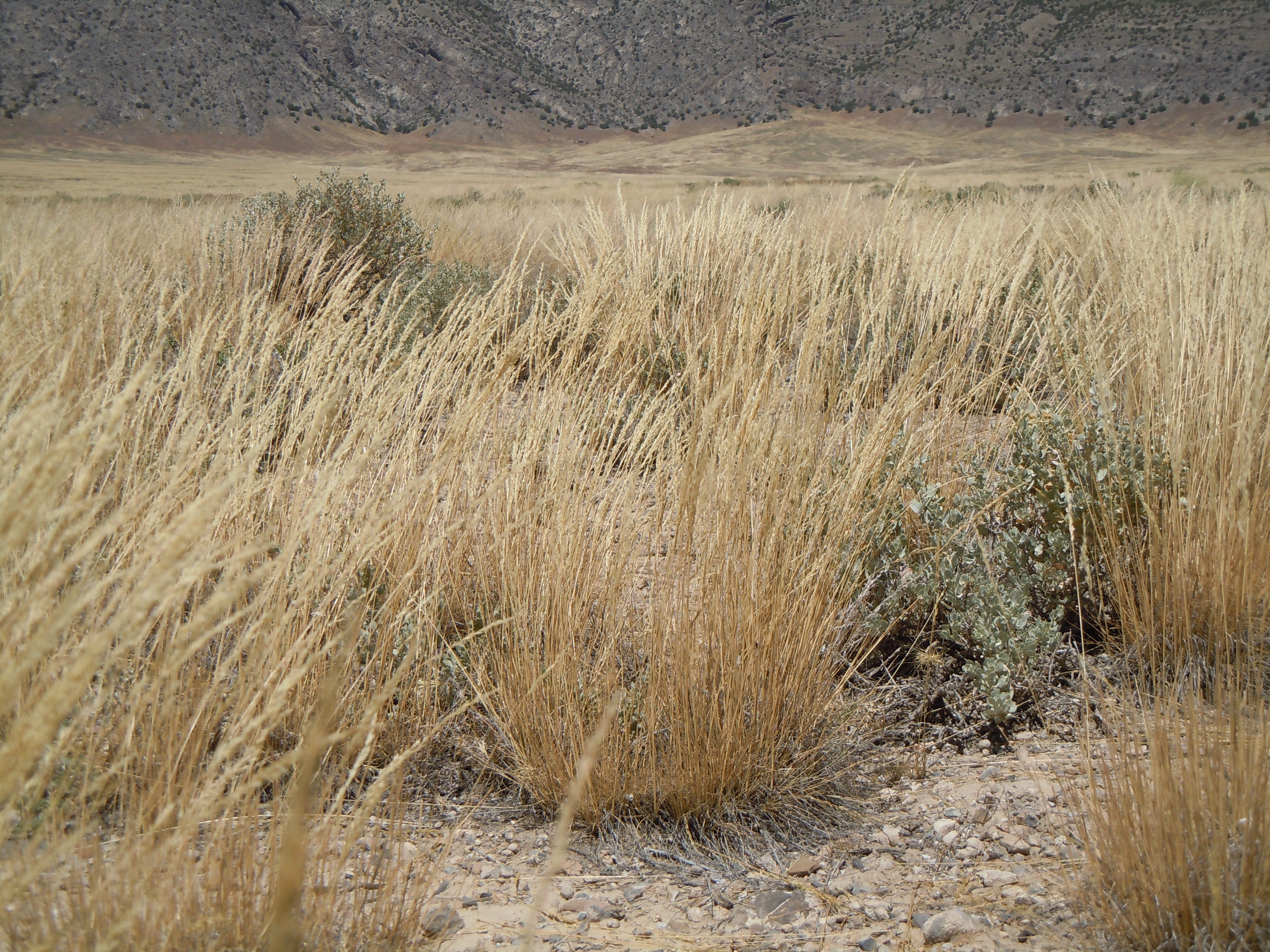 Sandberg Bluegrass photo 7