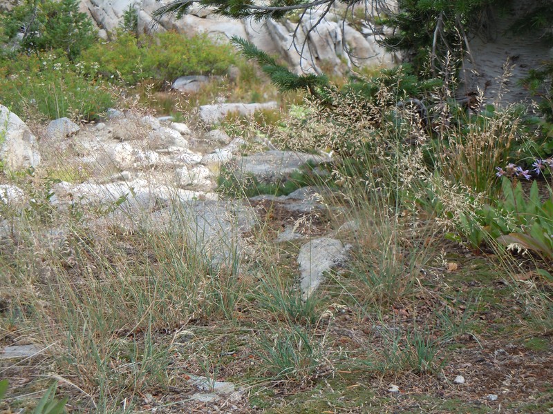 Sandberg Bluegrass photo 5