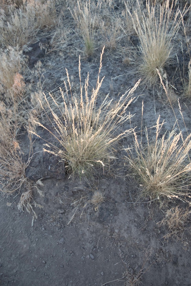 Sandberg Bluegrass photo 6
