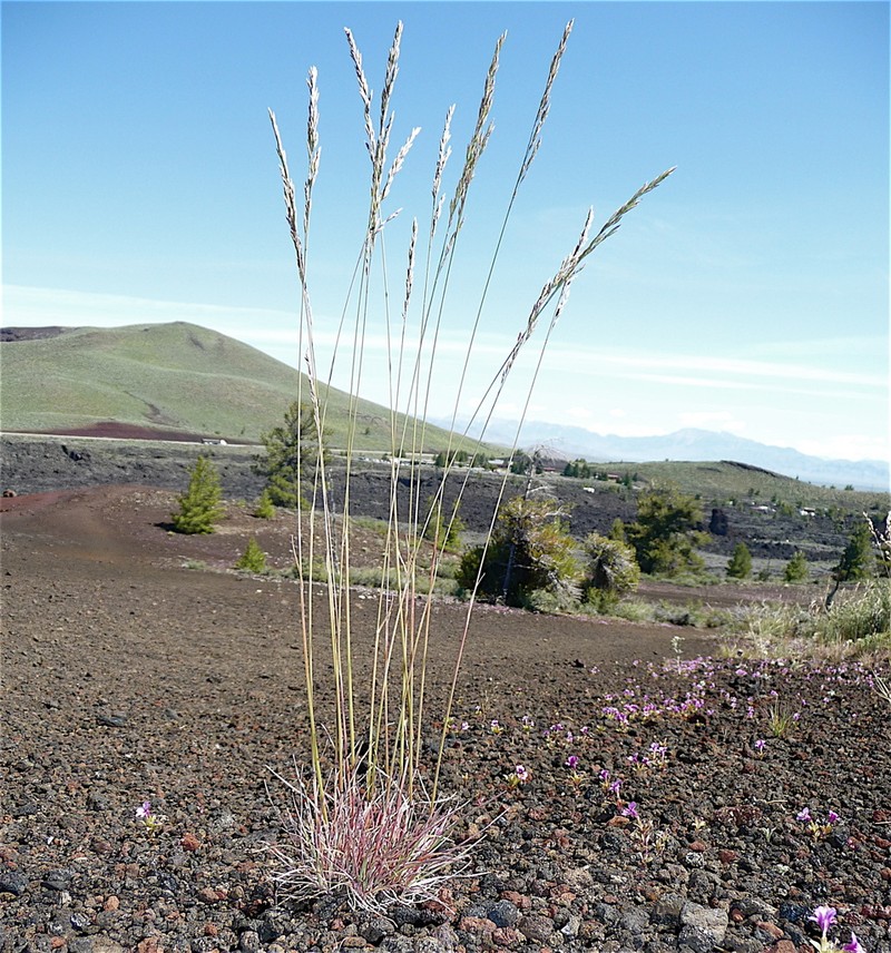 Sandberg Bluegrass photo 6