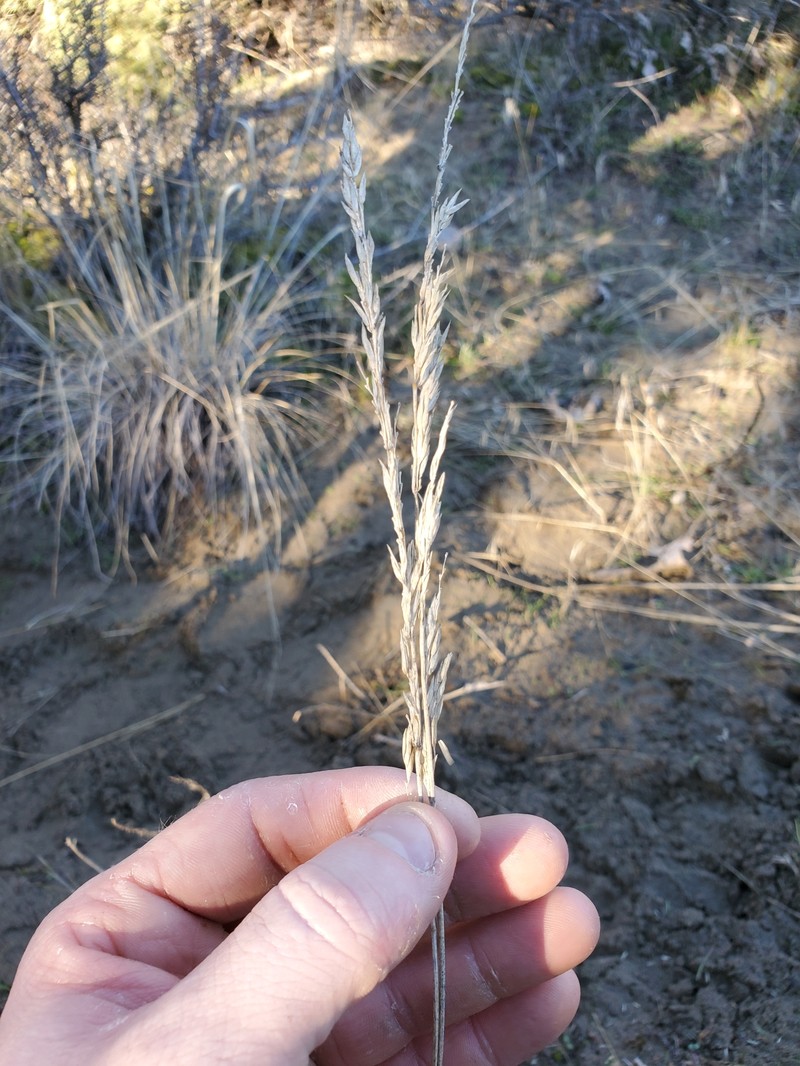 Poa secunda subsp. juncifolia