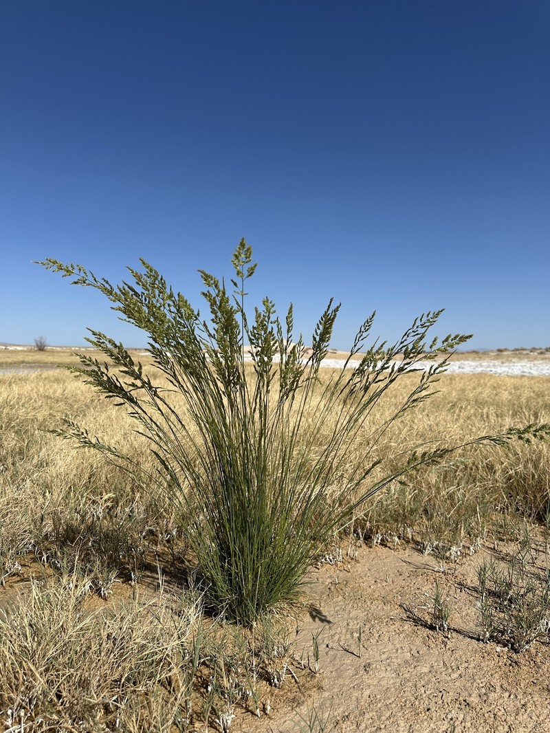 Poa secunda subsp. juncifolia photo 2