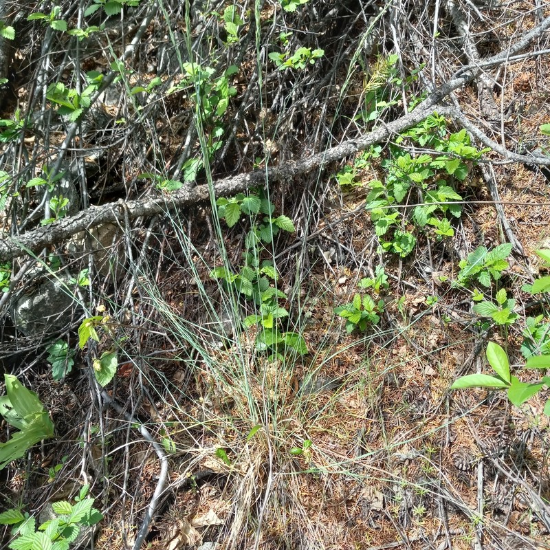 Poa secunda subsp. juncifolia photo 3