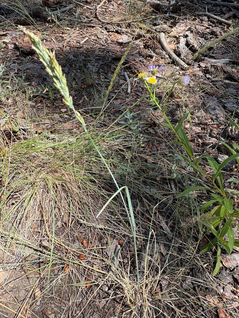 Poa secunda subsp. juncifolia photo 4