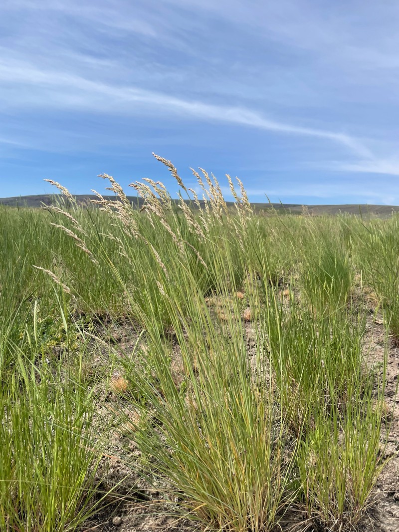 Poa secunda subsp. juncifolia photo 5