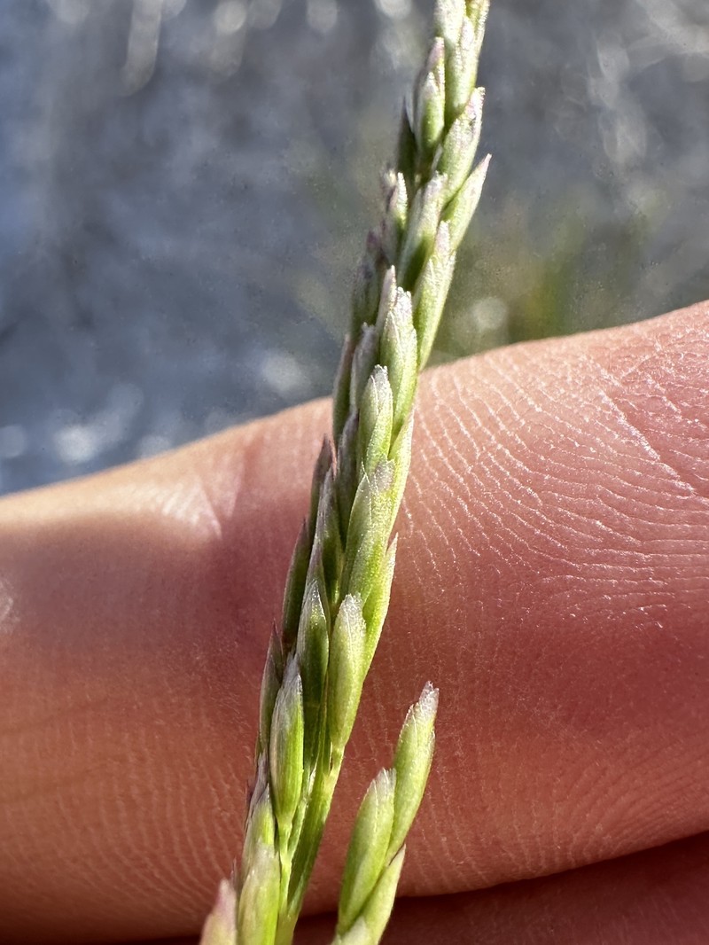 Poa secunda subsp. juncifolia photo 6