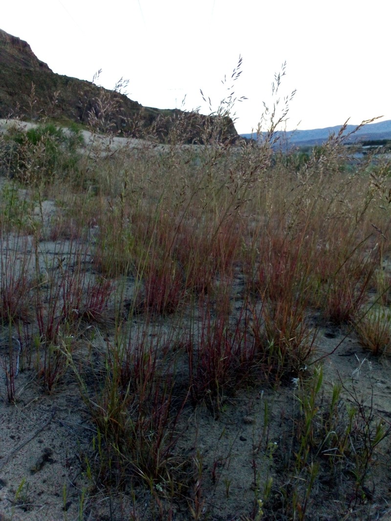 Poa secunda subsp. juncifolia photo 7