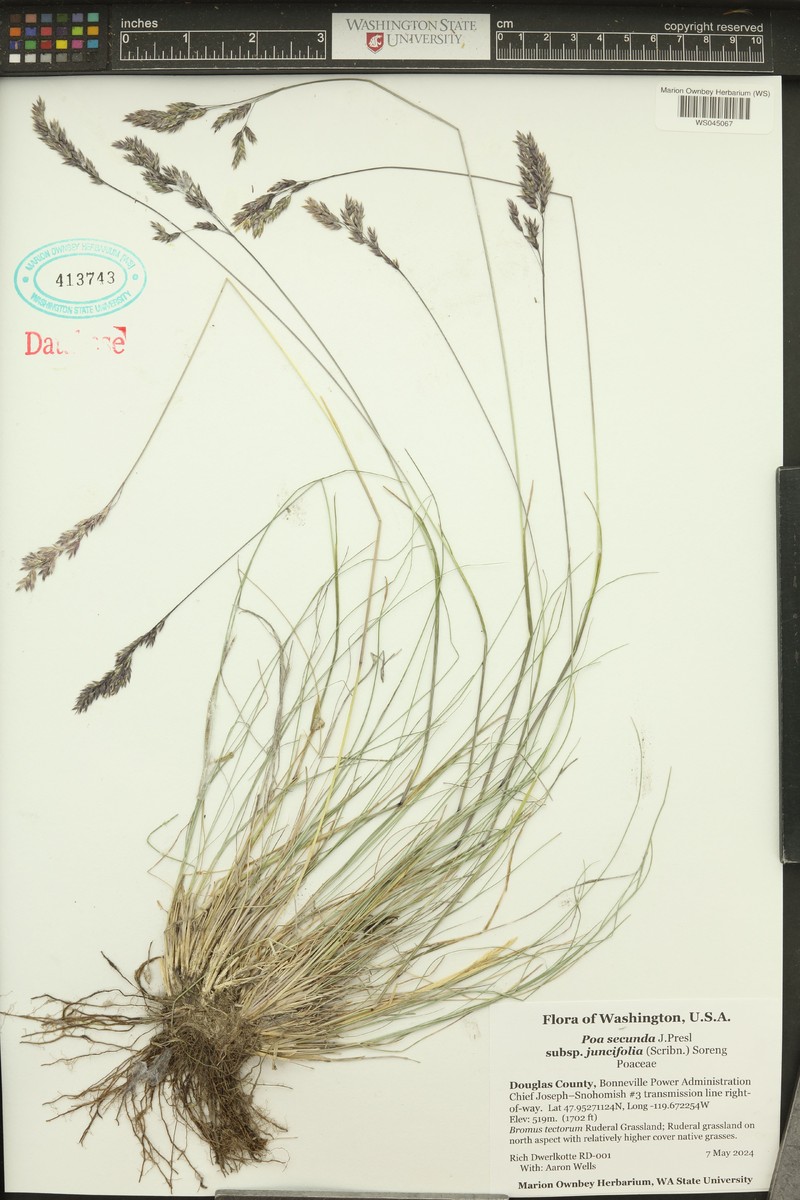 Poa secunda subsp. juncifolia photo 8