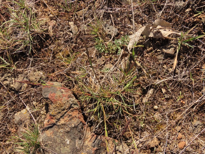 Poa secunda subsp. secunda