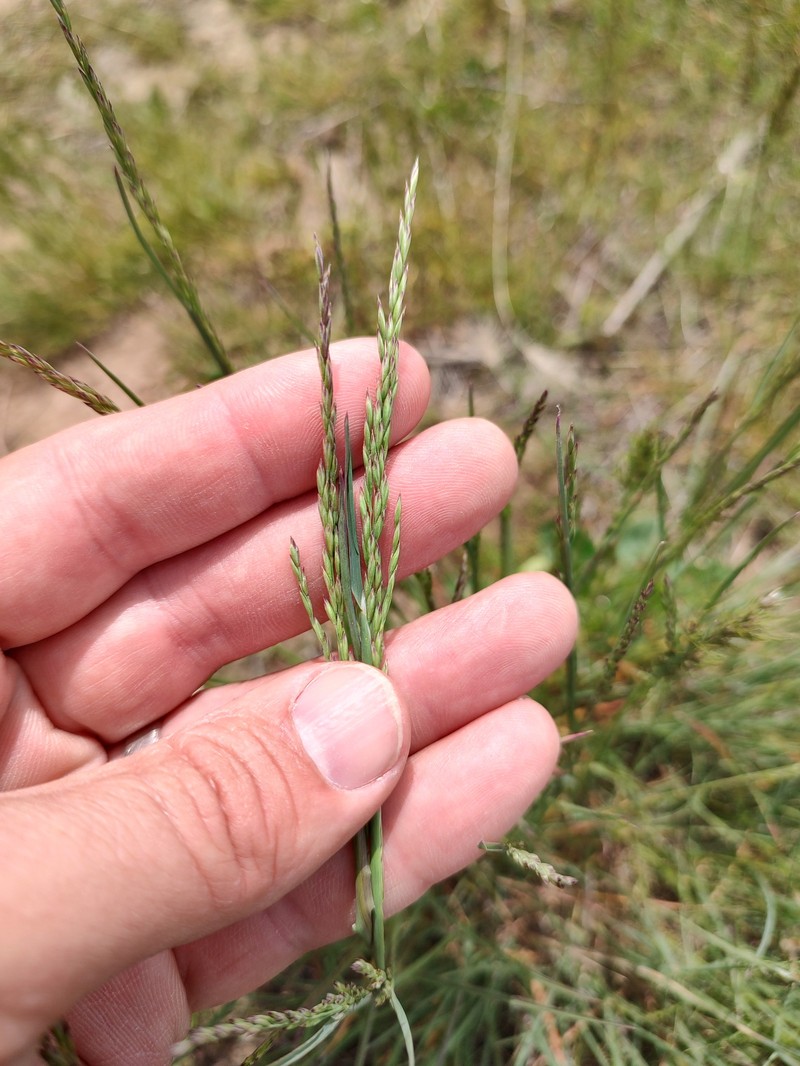 Poa secunda subsp. secunda photo 2