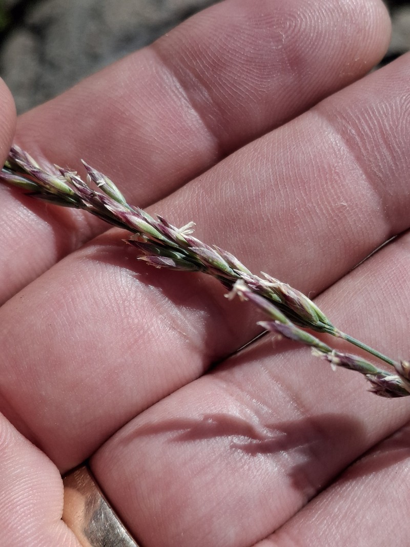 Poa secunda subsp. secunda photo 4