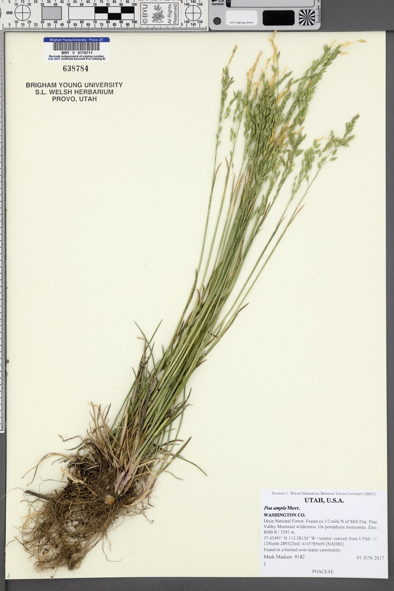 Poa secunda var. ampla