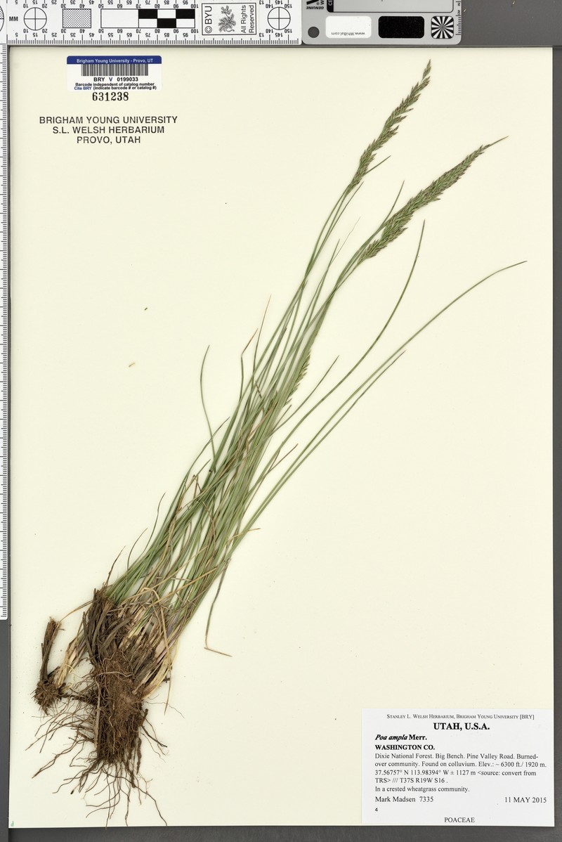 Poa secunda var. ampla photo 2