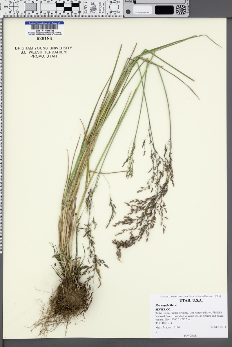 Poa secunda var. ampla photo 3
