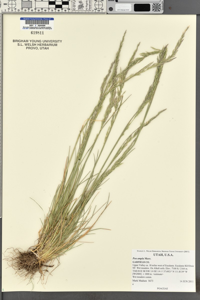 Poa secunda var. ampla photo 4