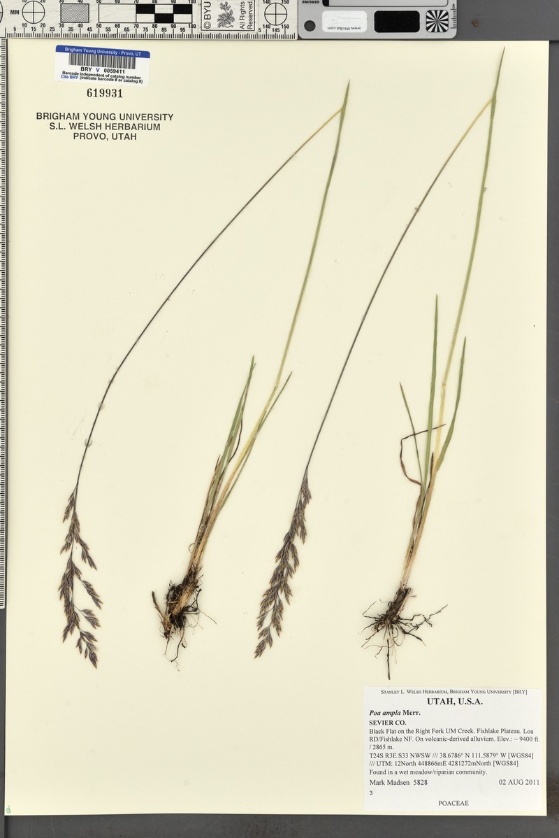 Poa secunda var. ampla photo 5