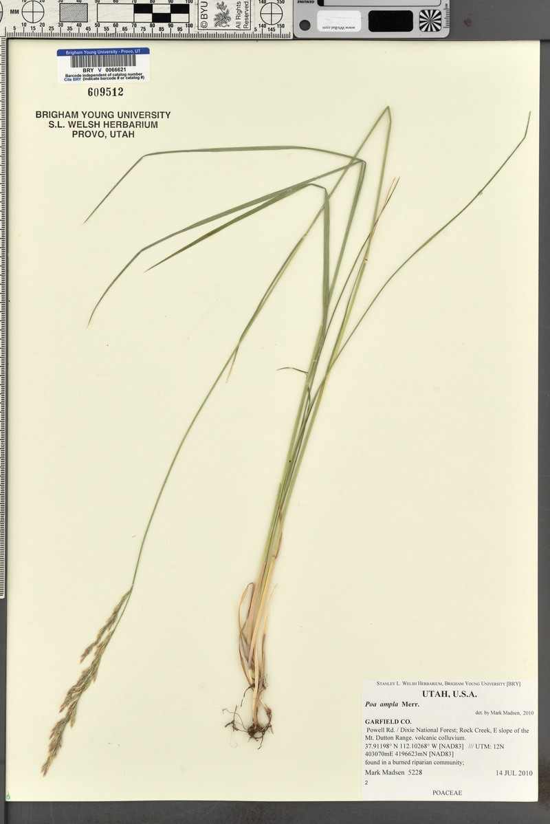 Poa secunda var. ampla photo 6