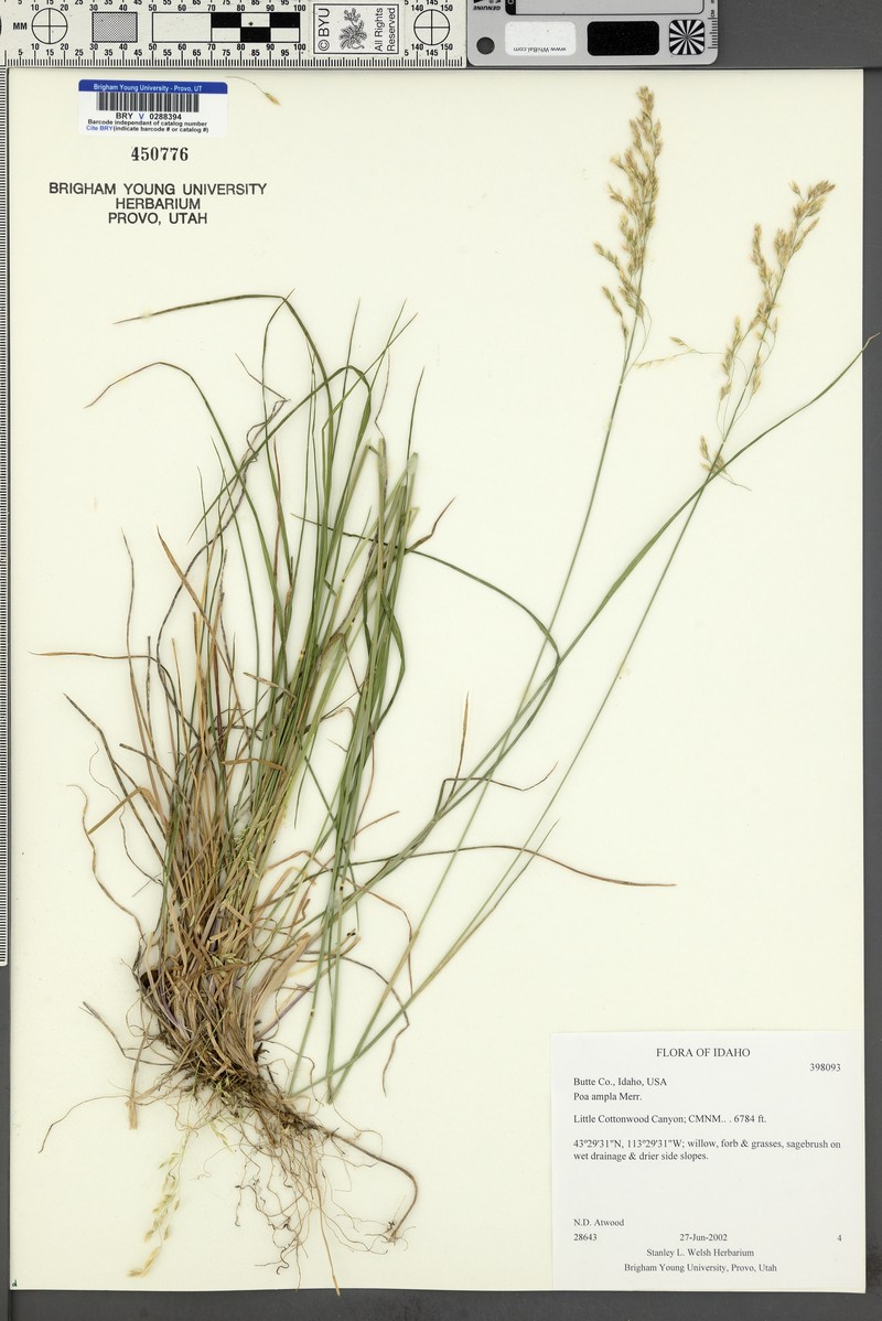 Poa secunda var. ampla photo 7
