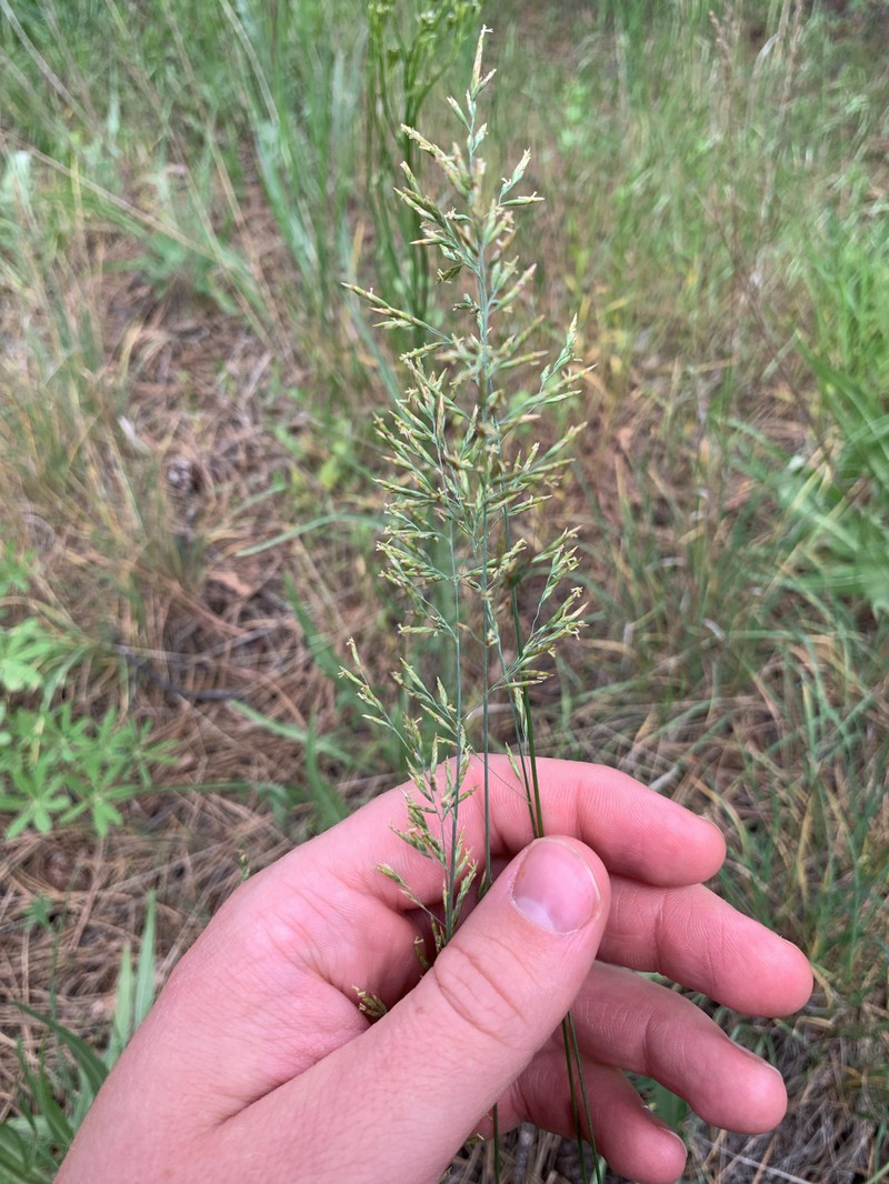 Poa secunda var. gracillima