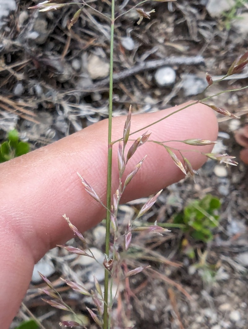 Poa secunda var. gracillima photo 2