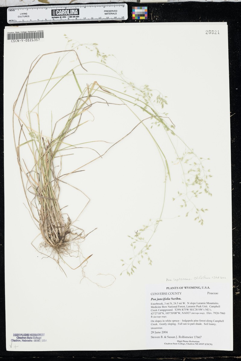 Poa secunda var. gracillima photo 3