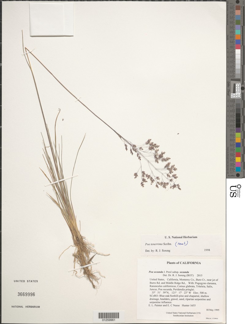 Poa secunda var. gracillima photo 4