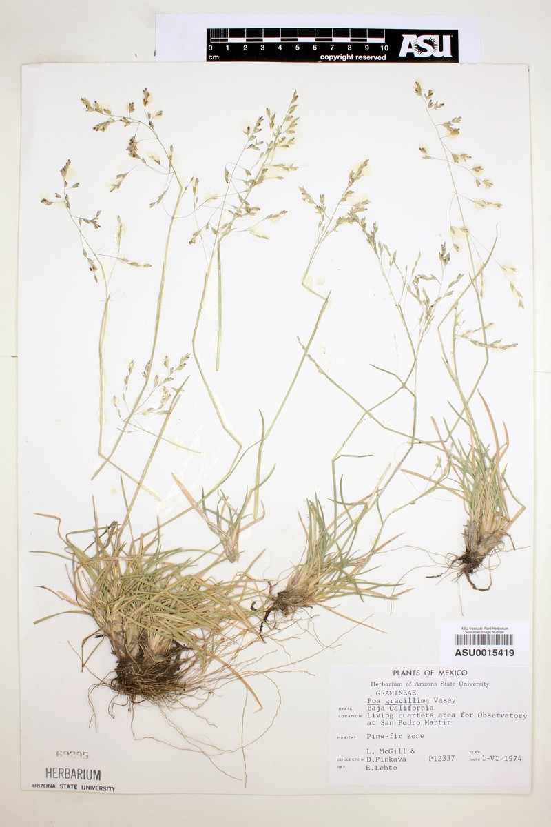 Poa secunda var. gracillima photo 5