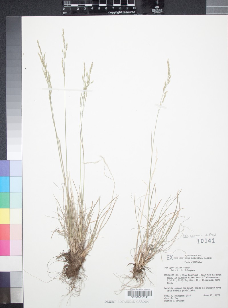 Poa secunda var. gracillima photo 6