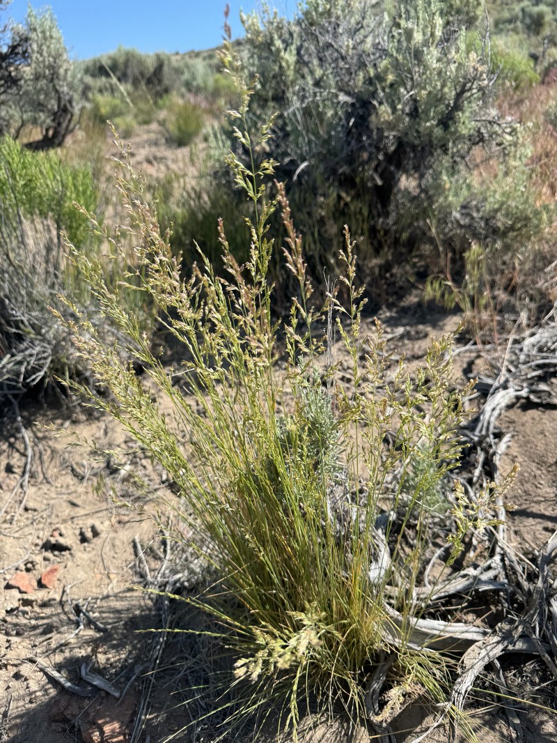 Poa secunda var. nevadensis