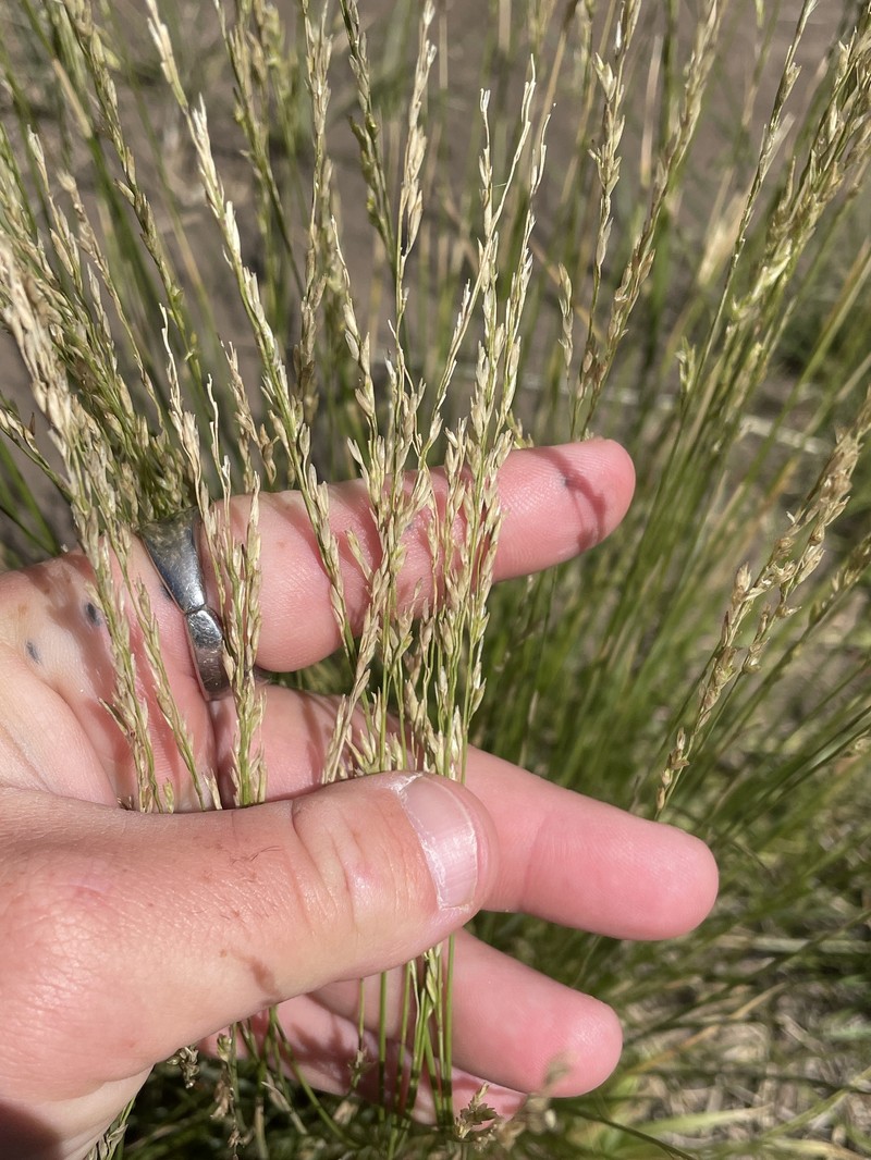 Poa secunda var. nevadensis photo 2