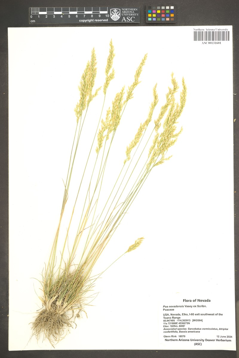 Poa secunda var. nevadensis photo 3