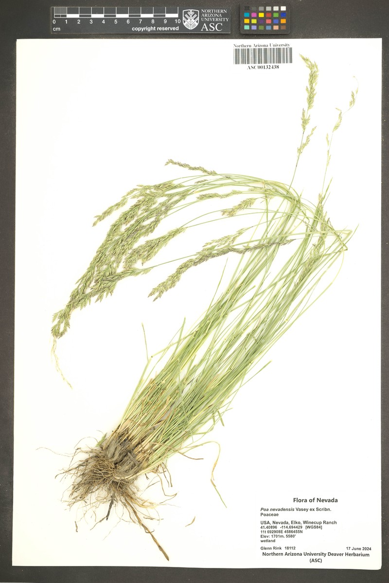 Poa secunda var. nevadensis photo 4
