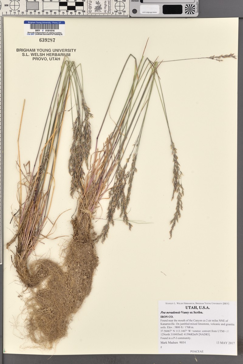 Poa secunda var. nevadensis photo 5