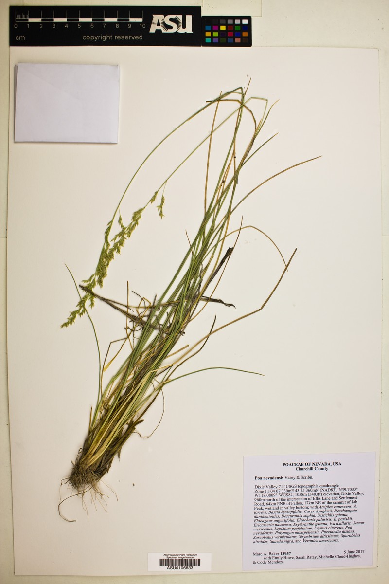 Poa secunda var. nevadensis photo 6