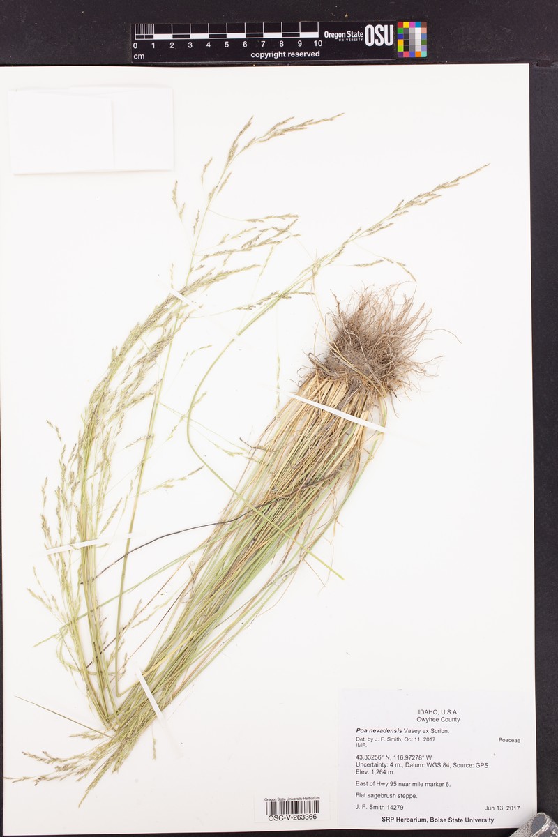 Poa secunda var. nevadensis photo 7