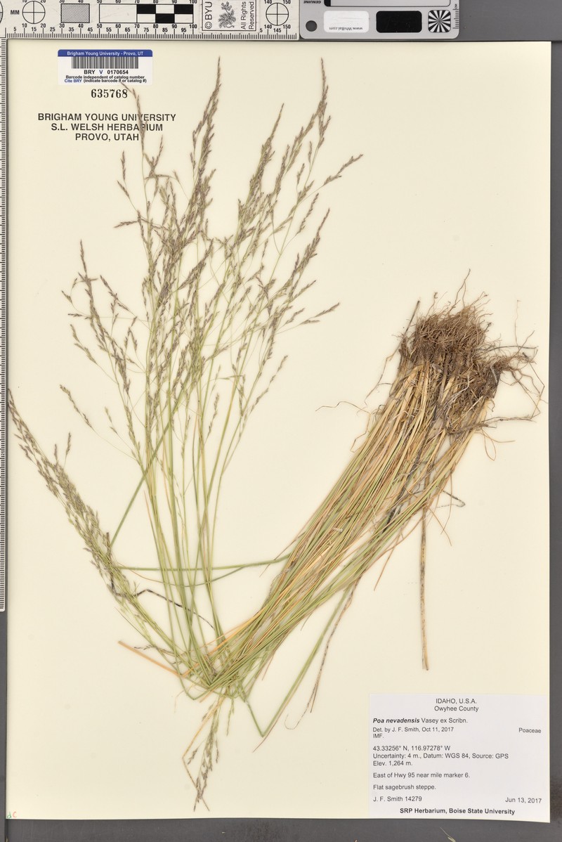 Poa secunda var. nevadensis photo 8
