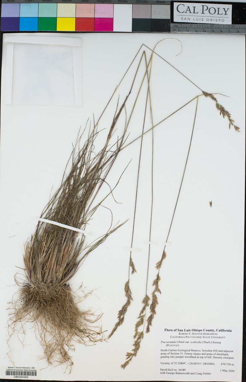 Poa secunda var. scabrella
