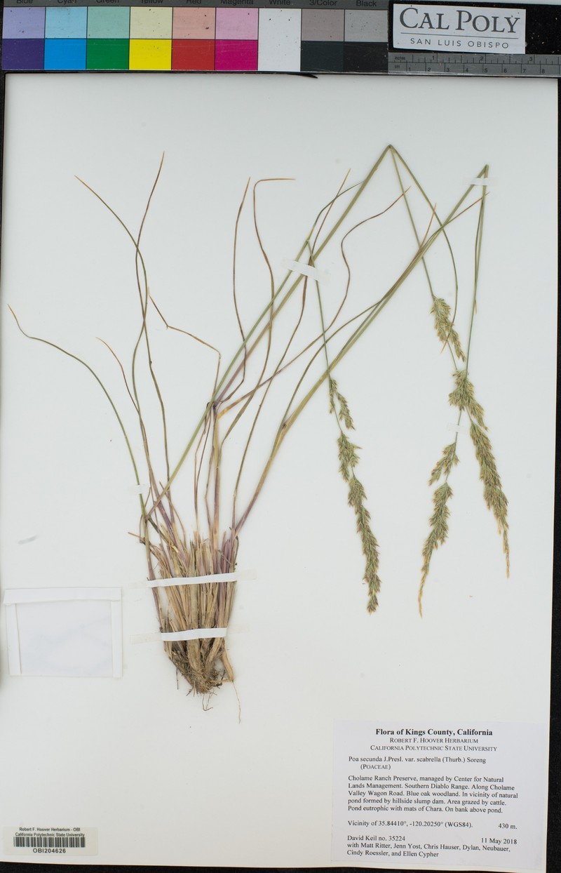Poa secunda var. scabrella photo 2