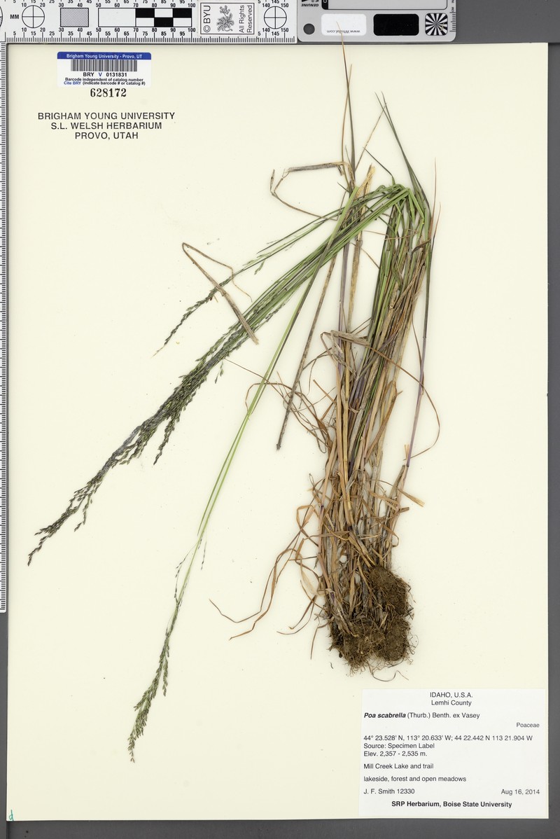 Poa secunda var. scabrella photo 3
